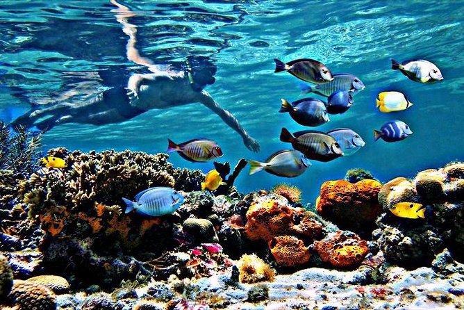 Reef Snorkel & Ocean Paddle Adventure in Fort Lauderdale Beach - Four itinerary points that help you picture the outing