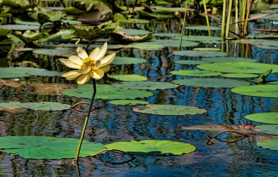 Sawgrass Park: Private 1-Hour Airboat Adventure Tour - Starting at Sawgrass Park in Weston