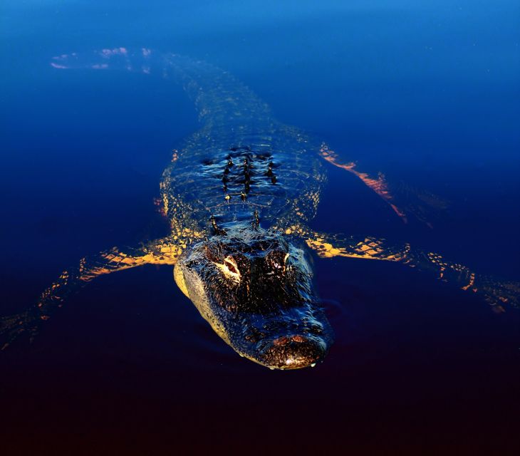 Sawgrass Park: Private 1-Hour Airboat Adventure Tour - What the price means for a group of four