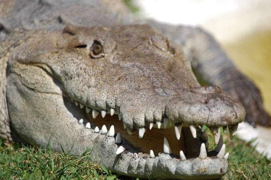 Sawgrass Park: Private 1-Hour Airboat Adventure Tour - How much wildlife can you reasonably expect?