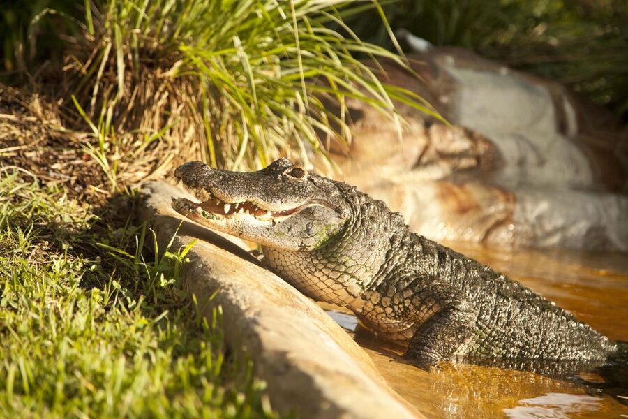 Sawgrass Park: Private 1-Hour Airboat Adventure Tour - What the 60-minute airboat ride feels like