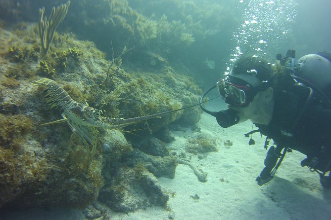 SCUBA Dive Key Largo Reef (min 6 divers) - Two hours on Key Largo’s reef