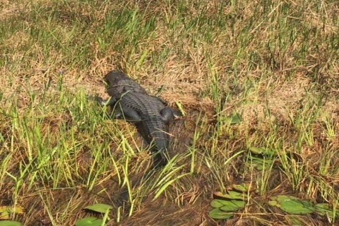 Semi-Private 1-Hour Airboat Tour of Miami Everglades - A quick ride into the River of Grass
