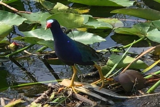 Semi-Private 1-Hour Airboat Tour of Miami Everglades - What the one-hour itinerary really includes
