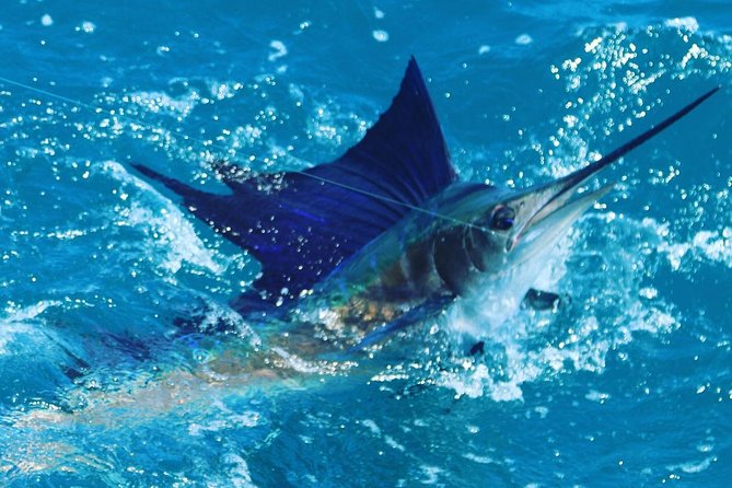 Shared BIG GAME Sportfishing Up To Six People - Live bait fishing and the waiting game