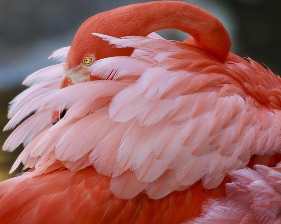 Skip the Line: Flamingo Gardens Admission Ticket in Fort Lauderdale - Key Points to Know Before You Go