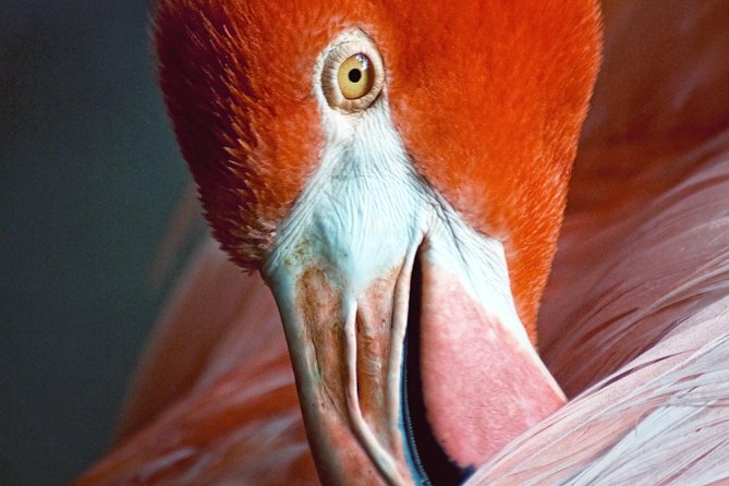 Skip the Line: Flamingo Gardens Admission Ticket in Fort Lauderdale - Why Flamingo Gardens Feels Like Old Florida