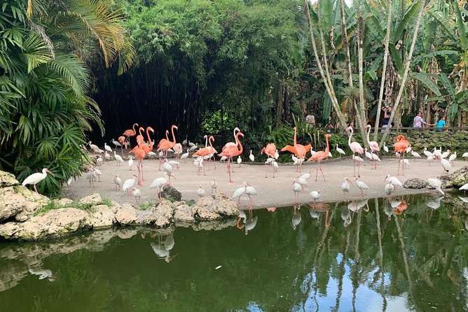 Skip the Line: Flamingo Gardens Admission Ticket in Fort Lauderdale - The Flamingos, Peacocks, and Smaller Encounters