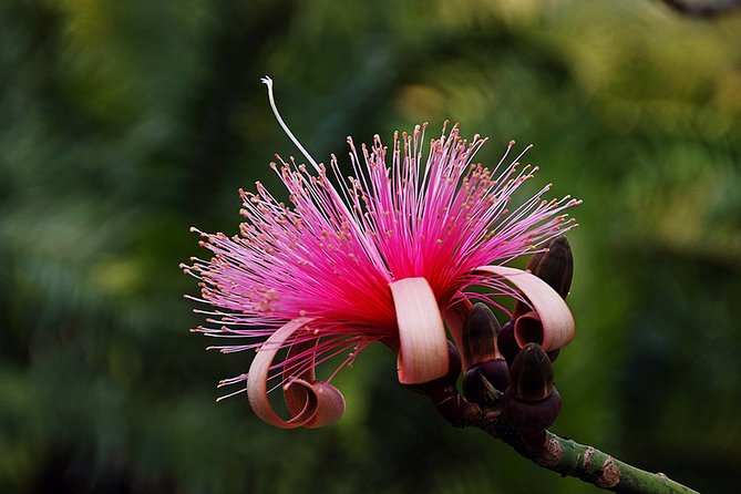 Skip the Line: Flamingo Gardens Admission Ticket in Fort Lauderdale - Wildlife Presentations and the Narrated Tram