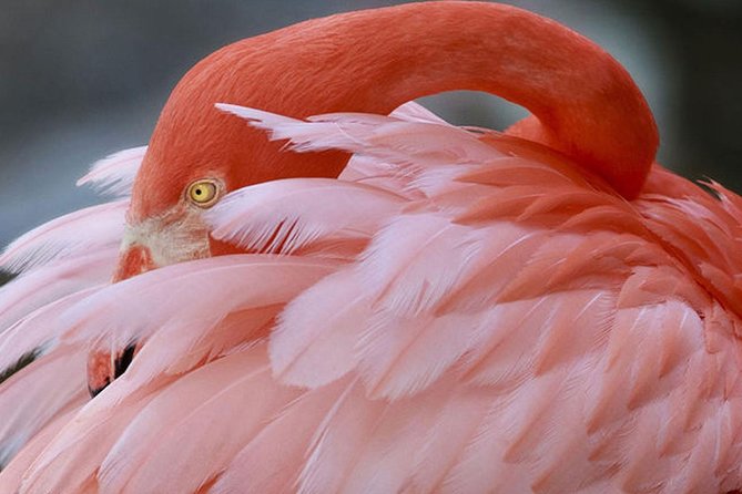 Skip the Line: Flamingo Gardens Admission Ticket in Fort Lauderdale - The Wildlife Sanctuary: Florida Animals Up Close