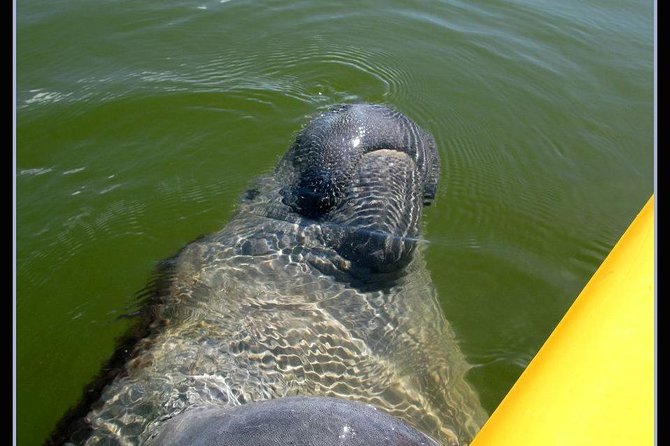 Small Group Boat, Kayak and Walking Guided Eco Tour Everglades - Key points to know before booking