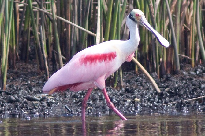 Small Group Boat, Kayak and Walking Guided Eco Tour Everglades - Kayaking beside the mangroves