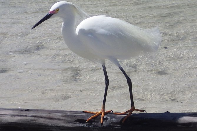 Small Group Boat, Kayak and Walking Guided Eco Tour Everglades - Barrier Island Beach and the small life of the shore