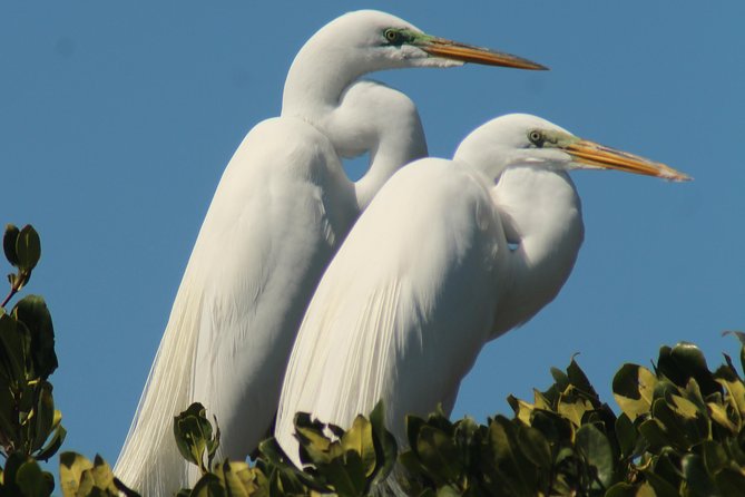 Small Group Boat, Kayak and Walking Guided Eco Tour Everglades - Who should book this tour