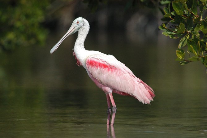 Small-Group Everglades Boating Kayaking and Walking Eco Tour - Key points to know before you book