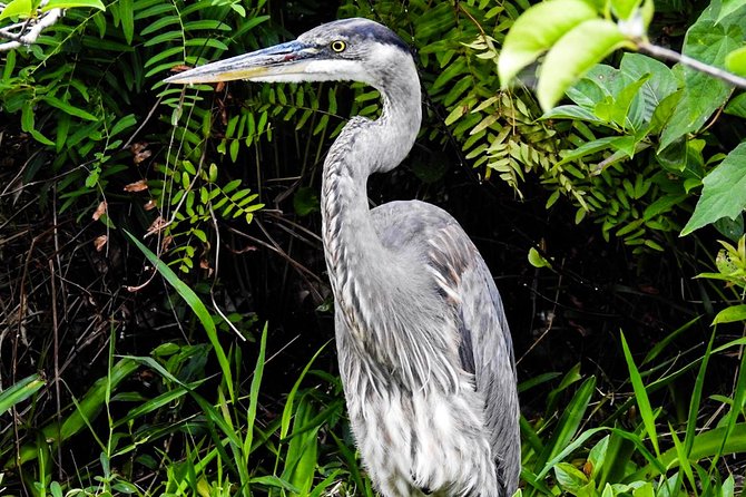 Small Group Florida Keys Eco Tour by Boat - The wildlife search: thrilling, but never predictable