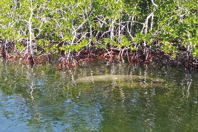 Small Group Florida Keys Eco Tour by Boat - Who should book this Key Largo eco tour?