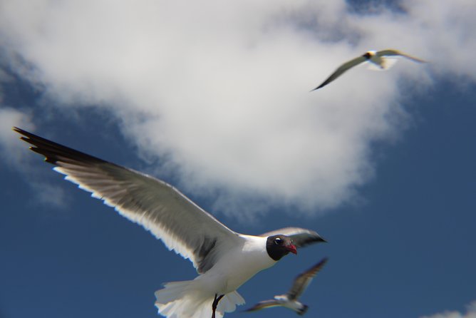 Small-group private Key West tour with expert guide - Who will enjoy this Key West day