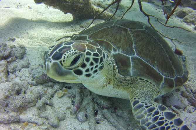 Snorkel Tours to Key Largo reef for up to 6 people-INCLUDES GEAR! - The $599 group price and who gets good value