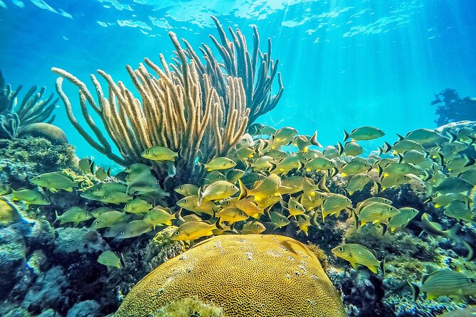 Snorkel Tours to Shallow Coral Reefs at Pennekamp Underwater Park - Key points to know before booking