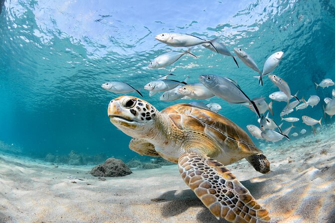 Snorkel Tours to Shallow Coral Reefs at Pennekamp Underwater Park - Getting to the boat from the US-1 meeting point