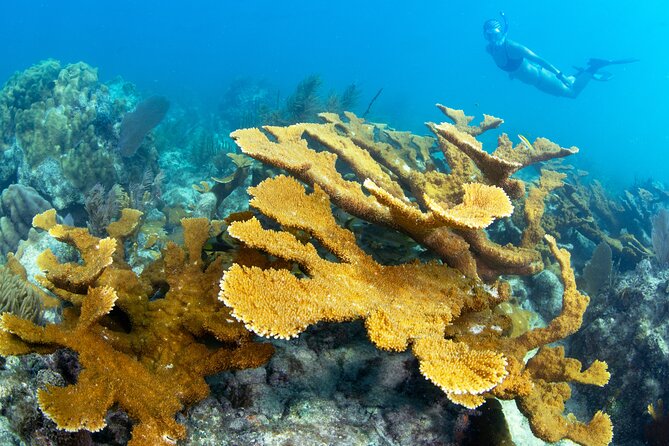 Snorkel Tours to Shallow Coral Reefs at Pennekamp Underwater Park - Molasses Reef and the main coral areas