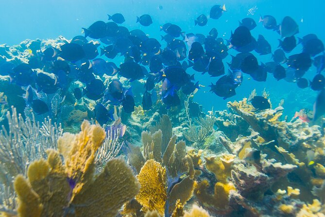 Snorkel Tours to Shallow Coral Reefs at Pennekamp Underwater Park - Key Largo Dry Rocks and North Dry Rocks
