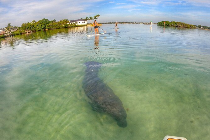 Sunrise Paddle Boarding Adventure in Jupiter - North Palm Beach and Singer Island in the wider plan