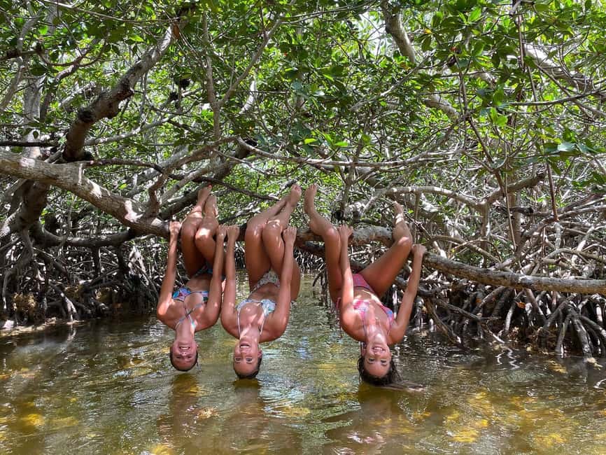 Tavernier, FL: Mangrove and Manatees Guided Kayak Eco Tour - Why Tavernier Creek works so well by kayak