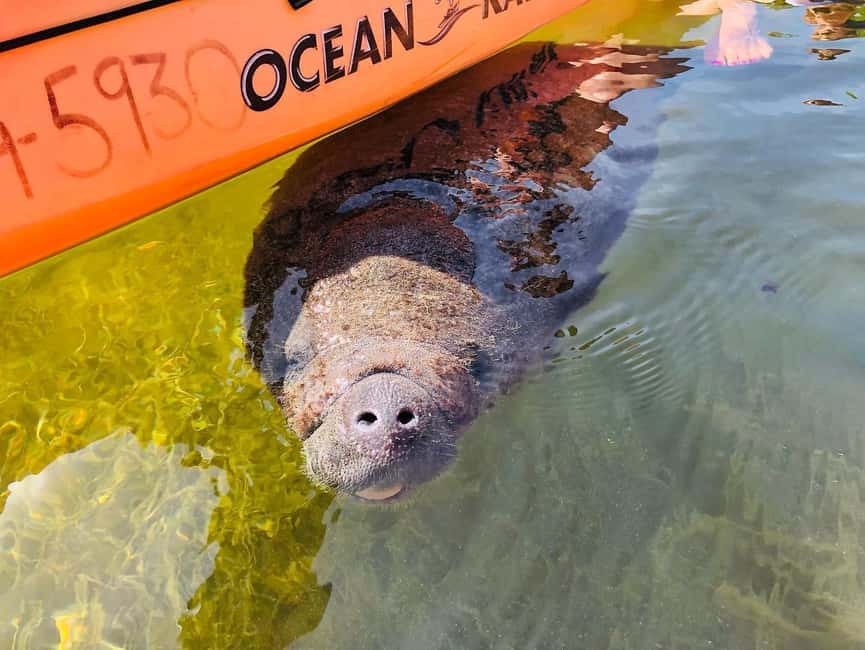 Tavernier, FL: Mangrove and Manatees Guided Kayak Eco Tour - The 15-minute safety briefing