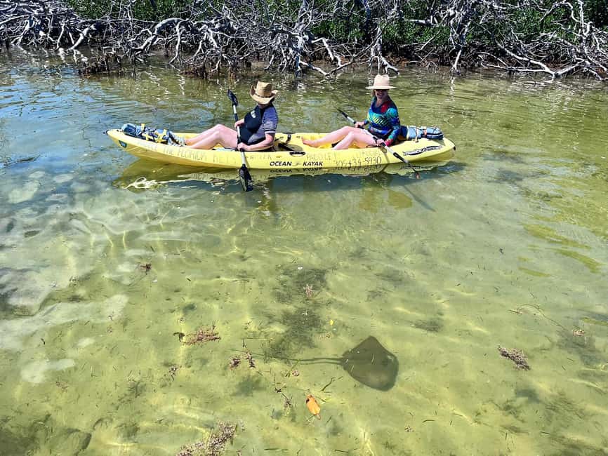 Tavernier, FL: Mangrove and Manatees Guided Kayak Eco Tour - Looking for manatees, turtles, and birds