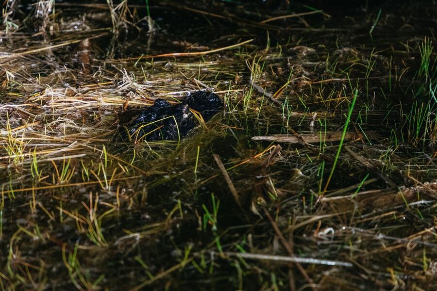 The Everglades: 1-Hour Airboat Night Tour - Why the short duration can be a strength