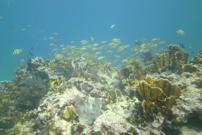 Try Scuba Diving with Professional Scuba Instructor - A first taste of scuba in Key Largo