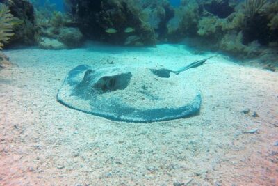 Try Scuba Diving with Professional Scuba Instructor