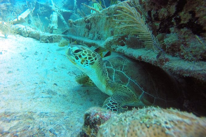 Try Scuba Diving with Professional Scuba Instructor - Timing, weather, and the flight rule