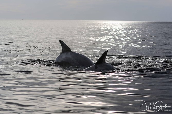 Two-Hour Everglades Dolphin, Manatee and Birding Boat Tour - What the captains add
