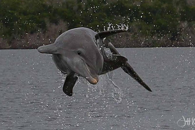 Two-Hour Everglades Dolphin, Manatee and Birding Boat Tour - Is $109.95 a fair price?