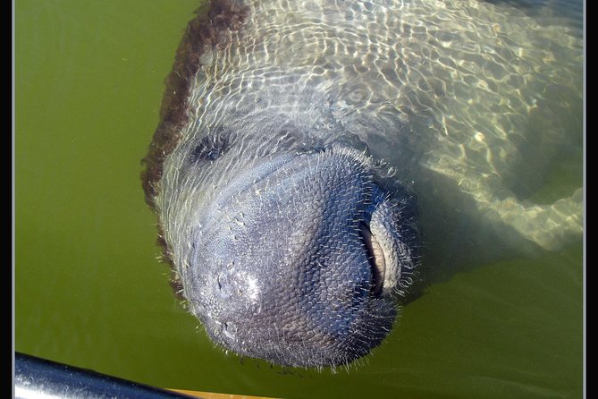 Two-Hour Everglades Dolphin, Manatee and Birding Boat Tour - Who should book this Everglades boat tour?