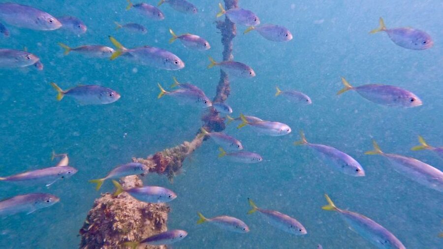 West Palm Beach: Beginner Scuba Diving Adventure with Videos - What the $99 Price Really Covers