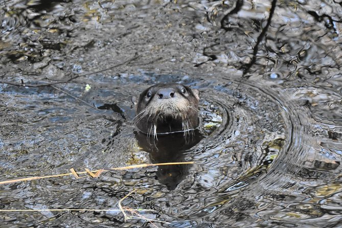 Wild & Scenic Loxahatchee River Guided Tour - What the two-hour route feels like