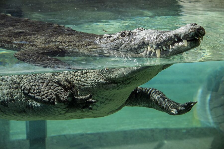 Zoo Miami: General Admission Ticket - Amazon and Beyond brings rainforest wildlife indoors