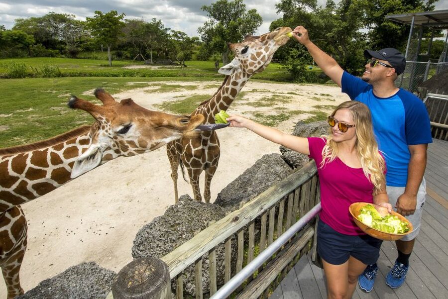 Zoo Miami: General Admission Ticket - Food, water, and the lunch upgrade