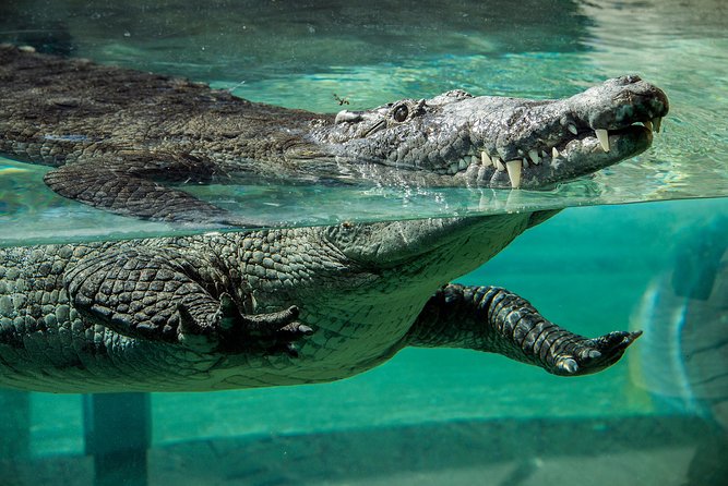 Zoo Miami Ticket with Optional Upgrade - The 48,000-gallon aquarium and smaller creatures